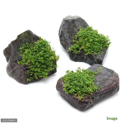 （水草）巻きたて　キューバパールグラス　風山石　Sサイズ（約10cm）（水上葉）（...