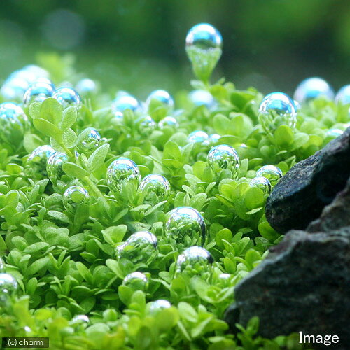 （水草）巻きたて　キューバパールグラス　風山石　Sサイズ（約10cm）（水上葉）（...