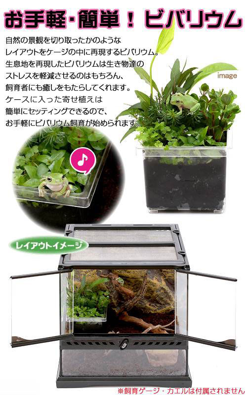 (テラリウム)ビバリウム用 かえるのお庭 おま...の紹介画像2