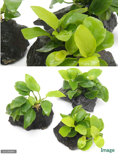 （水草）アヌビアスナナ　ゴールデン　風山石　Sサイズ（約10cm）（水上葉）（1個）