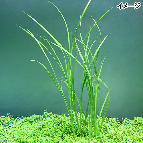 �ʿ���˥��ڥ륹���إ�ե��꡼�ʿ���աˡ�3�ݥå�ʬ��