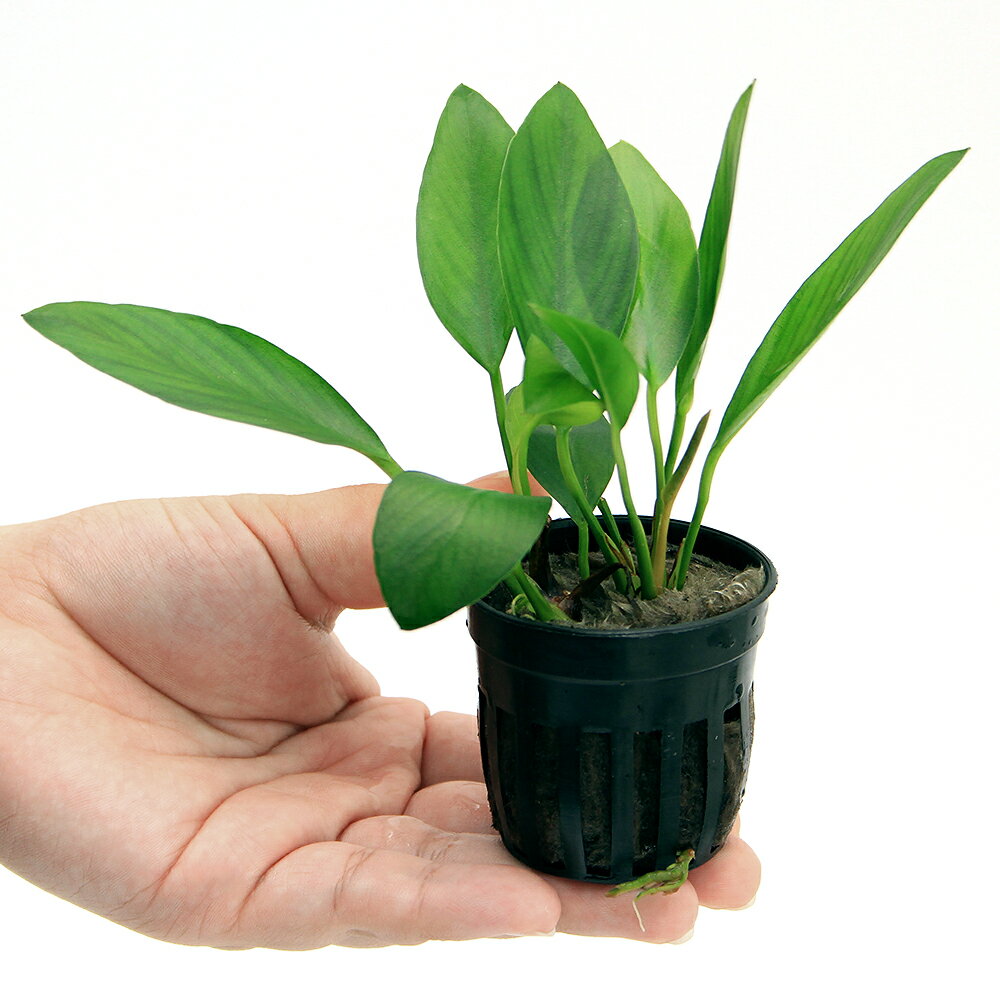 �ʿ���˥��̥ӥ��������󥲥󥷥����֥����ɡʥ���ܥ����ˡ�1�ݥå�ʬ��