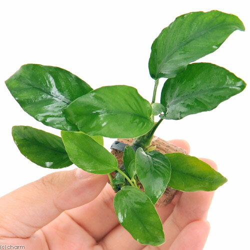 （水草）ライフマルチ（茶）アヌビアスナナ　リンクルリーフ（1個）