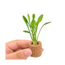 (水草)ライフマルチ(茶)クリプトコリネ パルヴァ(3個)