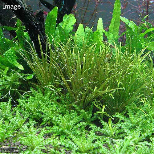 （水草）ライフマルチ（茶）ブリクサ　ショートリーフ（無農薬）（1個）