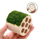 (水草)巻きたて ハニカムシェルター ウィローモス(水中葉)(無農薬)(1個)
