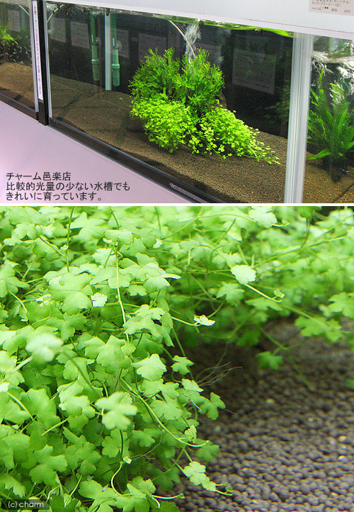 （水草）巻きたて　オーストラリアン　ノチドメ流木　Sサイズ（約15cm）（水上葉）...