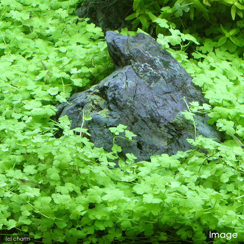 （水草）巻きたて　オーストラリアン　ノチドメ流木　Sサイズ（約15cm）（水上葉）...