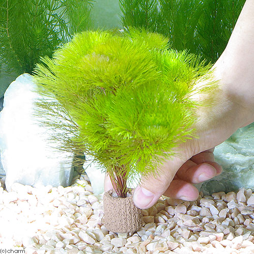 charm 楽天市場店の（水草）メダカ・金魚藻　ライフマルチ（茶）イエローカボンバ（3個）｜アングル2