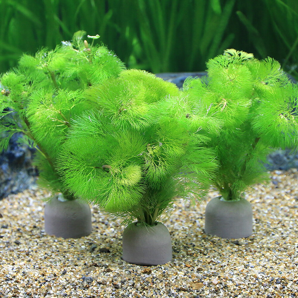 （水草）メダカ・金魚藻　ゼオライトリング（グレー）イエローカボンバ（1個）