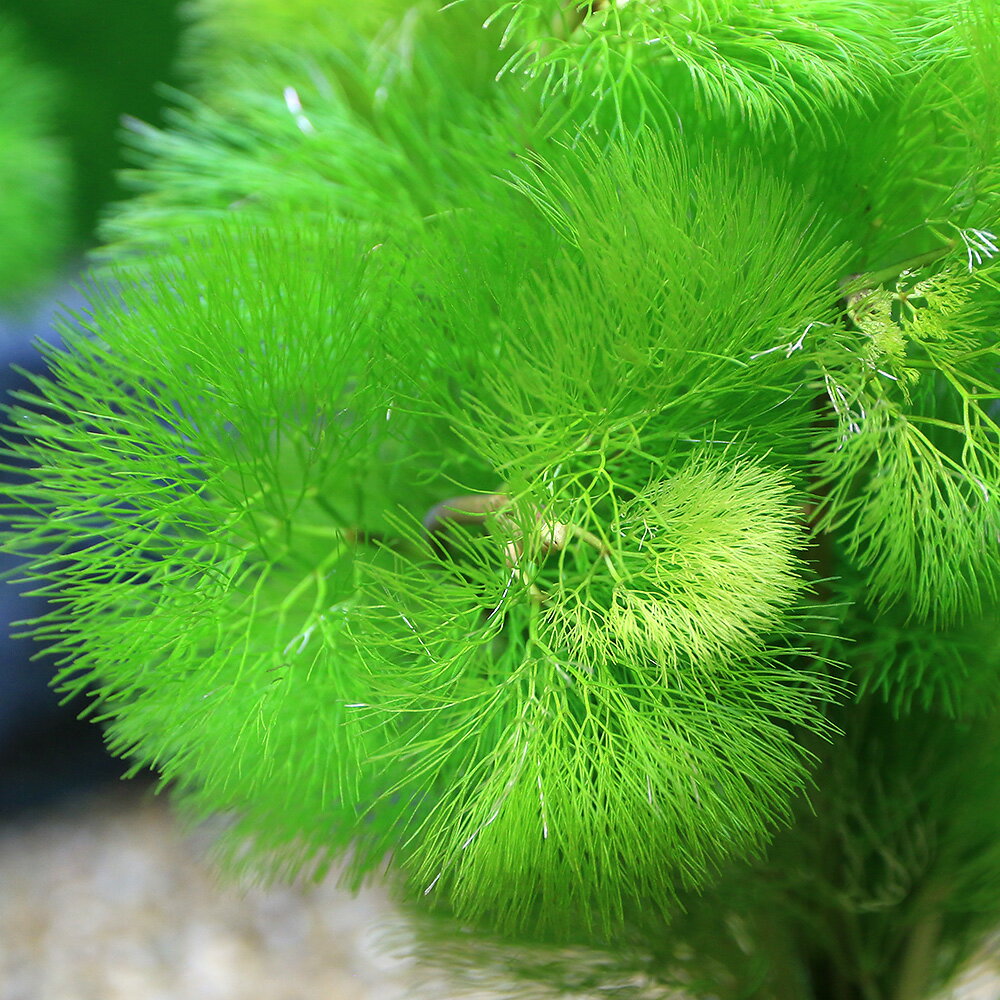 （水草）メダカ・金魚藻　ゼオライトリング（グレー）イエローカボンバ（1個）
