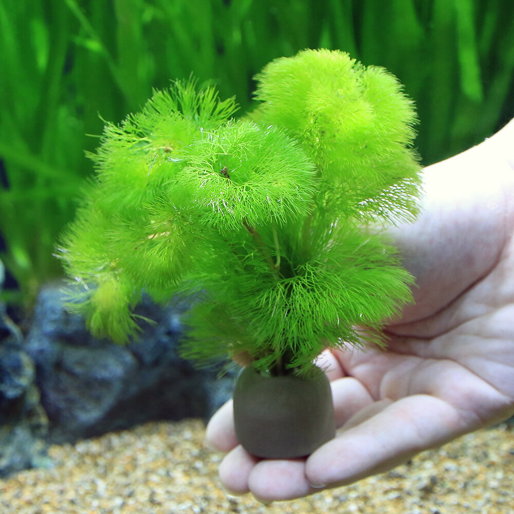 （水草）メダカ・金魚藻　ゼオライトリング（グレー）イエローカボンバ（1個）
