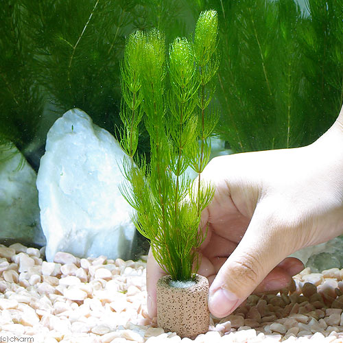 �ʿ���˥饤�եޥ������˥ޥĥ��̵�����ˡ�1�ġ˥������������������������