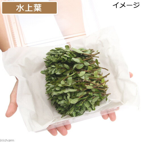 �ʿ���˥ϥ������ե��顡�ݥꥹ�ڥ�ޡʿ���աˡ�̵�����ˡ�100�ܡ�