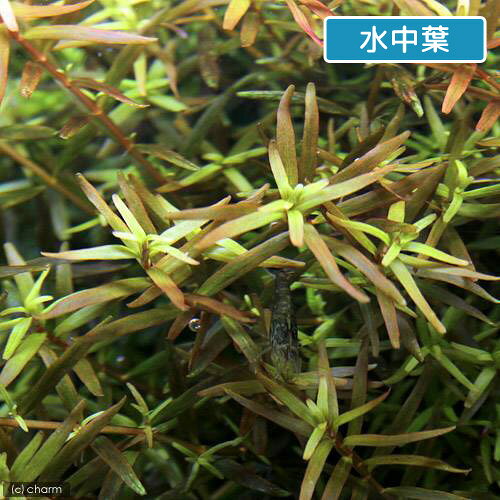 （水草）ロタラsp．イエロー（水上葉）（無農薬）（20本）