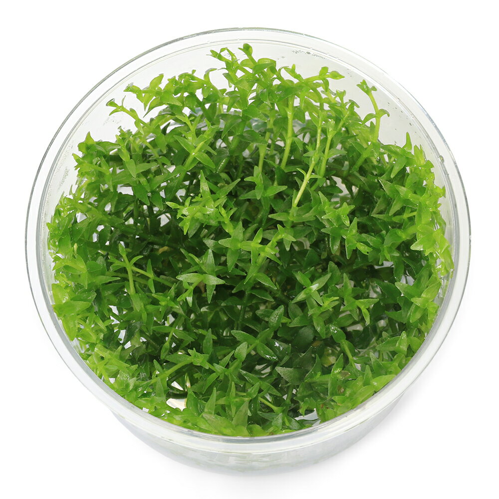 組織培養で育てられた水草です！完全無農薬で、エビにも安心！組織培養　グラティオラ　ヴィスキデュラ販売単位1カップ発送サイズカップサイズ　直径約6cm残留農薬無農薬分類オオアブノメ属（Gratiola）別名グラティオラ　ヴィスキデューラ分布北米学名Gratiola　viscidula（※）…改良品種や学名が不明の種は流通名での記載の場合があります。どんな種類？育成難易度　→　★★★☆☆日本のオオアブノメに良く似た容姿の小型の水草です。明るいライトグリーンの葉色が特徴でレイアウトでは前景から中景にかけて植栽すると良いでしょう。葉は対生で、10cm程度まで成長します。育成要件＆データ光量（LED）　　　　　→　60cm20W3灯以上（2400〜3000lm）CO2　　　　 →　1滴／3秒（60cm標準水槽相当）pH　　　　　　→　5〜7GH　　　　 　 →　0〜6kH　　　　　　→　0〜6温度　　　　　→　20〜28度底砂　　　　　→　ソイル、大磯植栽位置　　→　前■■□□□後草姿　　　　　→　有茎草最大草姿　　→　傘幅1．5cm生長速度　　→　遅め増殖方法　　→　差し戻し、枝分かれ※…育成環境は一例です。必ずしもこの環境下であれば育つことを確約するものではございません。注意※表記サイズは1株（1本）でのおおよその目安です。育成環境や、成長の度合いにより最大サイズは異なります。カップ入り組織培養水草の取扱いについて陰性水草の場合前景草の場合☆完全無農薬なのでエビにも安心！Plants　Green　プランツグリーン　250ml　（水草の栄養液）（熱帯魚）オトシンクルス（3匹）　北海道・九州航空便要保温（エビ）ミナミヌマエビ（10匹）（＋1割おまけ）（エビ・貝）カラーサザエ石巻貝（3匹）　北海道・九州航空便要保温Fe　Energy（エフイーエナジー）　400g　5mm　（水草の栄養素）日本動物薬品　ニチドウ　水草が育つCO2リキッド　2本入　（緑） … PF_SPQ　水草　前景草　草原　組織培養　カップ　オオアブノメ属　ヴィスキデューラ　Gratiola　viscidula　YT　20240702　2024kouki　y24m07　wplantevent202411tc　■この商品をお買い上げのお客様は、下記商品もお買い上げです。※この商品には付属しません。■Plants　Green　プランツグリーン　250ml　（水草の栄養液）（熱帯魚）オトシンクルス（3匹）　北海道・九州航空便要保温（エビ）ミナミヌマエビ（10匹）（＋1割おまけ）（エビ・貝）カラーサザエ石巻貝（3匹）　北海道・九州航空便要保温Fe　Energy（エフイーエナジー）　400g　5mm　（水草の栄養素）日本動物薬品　ニチドウ　水草が育つCO2リキッド　2本入　（緑）