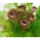 (水草)ハニカムシェルター 寄せ植えミックス〜メダカ・金魚藻〜(水中葉)(1個)