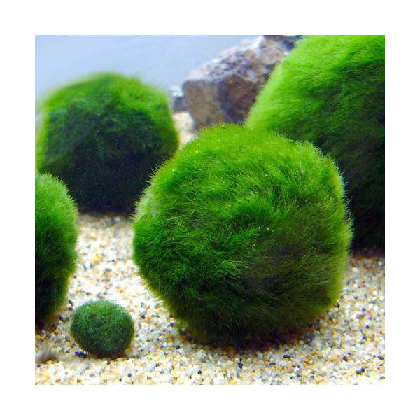 アクアリウム 熱帯魚水槽で マリモ 毬藻 を飼育 導入 してみよう 癒しにも最適 Aquarium Favorite