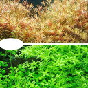 （水草）グリーンロタラ（20）＋ロタラロトンディフォリア（20）（水中葉）
