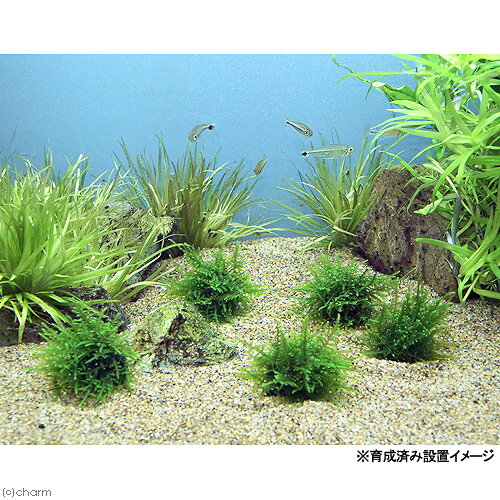 （水草）巻きたて　クリスマスモス　ボール（無農薬）（1個）