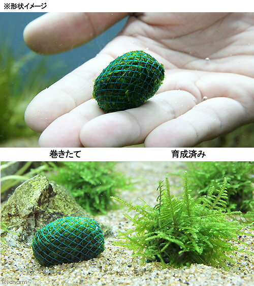 （水草）巻きたて　クリスマスモス　ボール（無農薬）（3個）