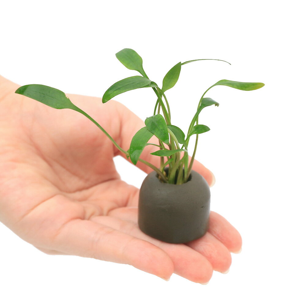 �ʿ���˥����饤�ȥ�󥰡ʥ��졼�ˤ��ޤ�������ץȥ���͡ʿ���աˡ�1�ġ�