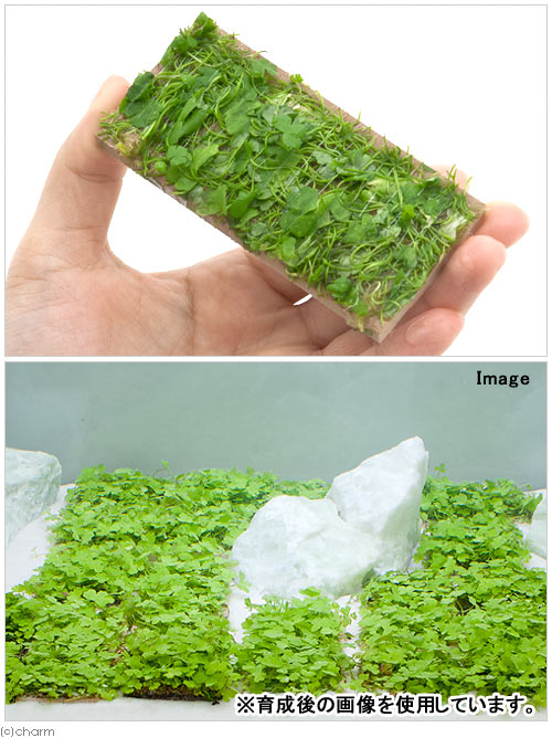 �ʿ���˴������ơ��������ȥ�ꥢ�󡡥Υ��ɥᡡ�ץ졼�ȡʿ���աˡ�̵�����ˡ�3���