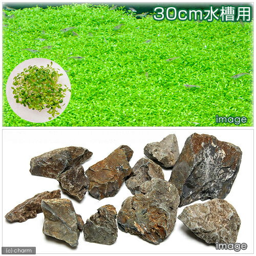 （水草）30cm水槽用　ミニグロッソ（1）＋風山石3kg（無農薬）（1セット）　本州四国限定