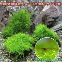 （エビ）（水草）育成済 南米ウィローモス 流木 SSサイズ（約10cm）（無農薬）（1本）＋ミナミヌマエビ（10匹） 北海道 九州航空便要保温