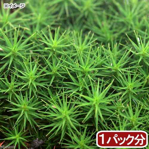 （観葉植物）苔　スギゴケ　1パック分【HLS_DU】