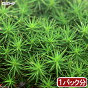 （観葉植物）苔　スギゴケ　1パッ