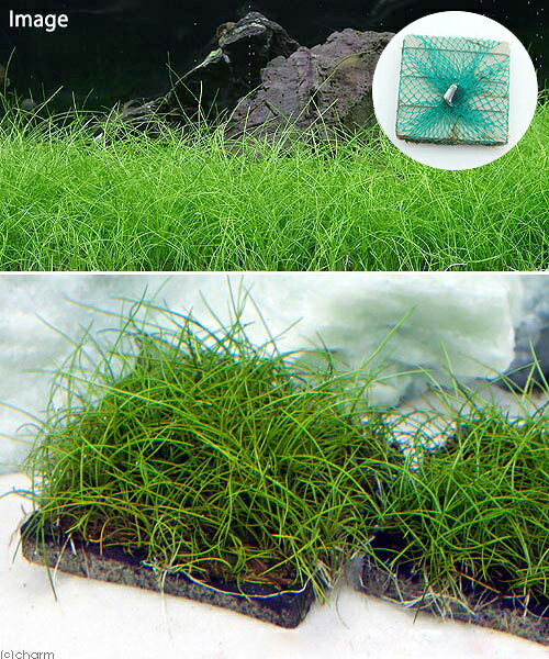 《★★水草増量キャンペーン中6/1〜7/2★★》（水草）巻きたて　ロックウール付　ヘア...