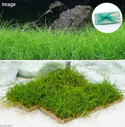 《★★水草増量キャンペーン中6/1〜7/2★★》（水草）巻きたて　ロックウール付　ヘア...