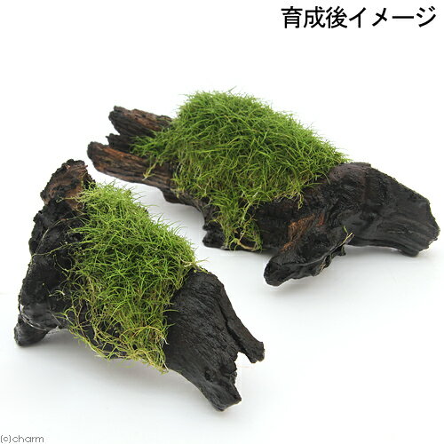 �ʿ���˴������ơ����å��������ա��إ������饹���硼�ȡ�ή�ڡ�S�������ʿ���աˡ�̵�����ˡ�1�ܡˡ���15cm��