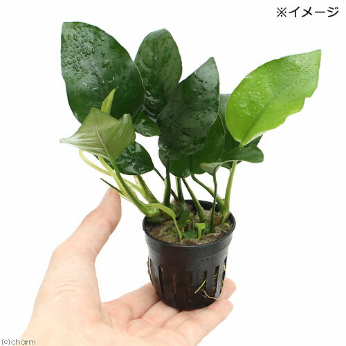 �ʿ���˥��̥ӥ������Х�ƥ꡼���ʥʡʥ���ܥ����ˡ�1�ݥå�ʬ��