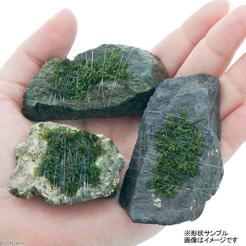 （水草）巻きたて　モスsp．（国産）付　風山石　SSサイズ（8cm以下）（無農薬）（...