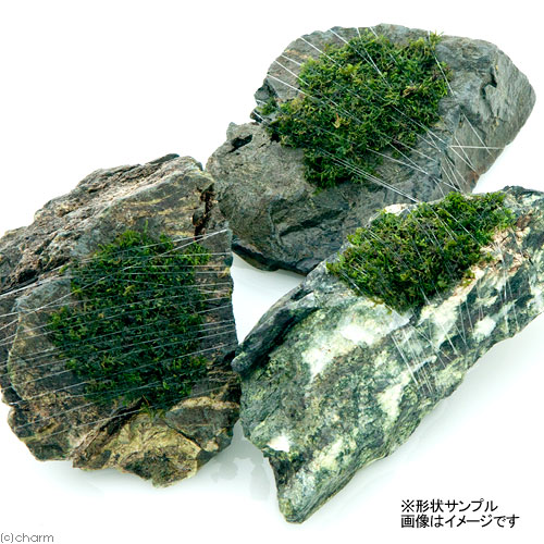 （水草）巻きたて　モスsp．（国産）付　風山石　Sサイズ（約10cm）（無農薬）（1個）
