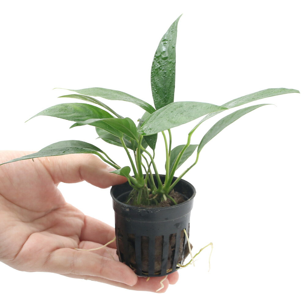 �ʿ���ˤ��ޤ������̥ӥ����ʺ��շϡ�1���1�ݥå�ʬ��