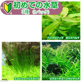 （水草）初めての水草　3種（1パック）説明書付