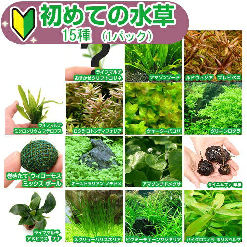 （水草）初めての水草　15種（1パック）説明書付