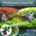 （水草）おまかせ水上葉　レイアウトセット　60cm水槽用　8種　＋ライフマルチ　