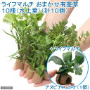 （水草）置くだけ簡単　ライフマルチ（茶）おまかせ有茎草10種（水上葉）（計10個）＋ライフマルチ（茶）アヌビアスナナ