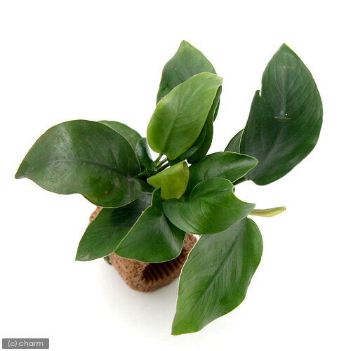 �ʿ���˥ߥ������ꥦ�ࡡ������ǥ������ա�ή�ڡ�SS��������1�ܡˡ���10cm�ˡܥ饤�եޥ������˥��̥ӥ����ʥʡ�1�ġ�