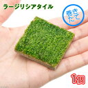 (水草)巻きたて ラージリシアタイル(無農薬)(1個)