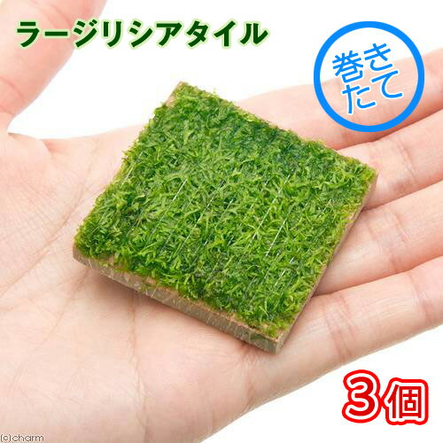 �ʿ���˴������ơ��顼���ꥷ���������̵�����ˡ�3�ġˡ��̳�ƻ���彣�Ҷ������ݲ�