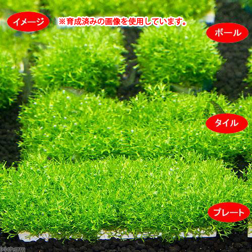 (水草)巻きたて ラージリシアプレート(無農薬...の紹介画像2