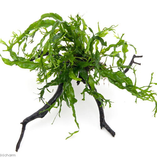 �ʿ���˥ߥ������ꥦ�ࡡ������ǥ����ա��޾�ή�ڡ�S����������10cm���ˡ�1�ܡ�