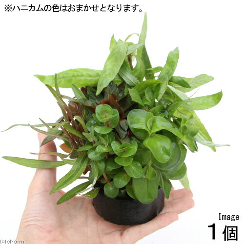 ハニカムシェルター おまかせ寄せ植えミックス（水上葉）（無農薬）（1個）