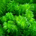 (水草)メダカ・金魚藻 国産 無農薬アナカリス(50本)