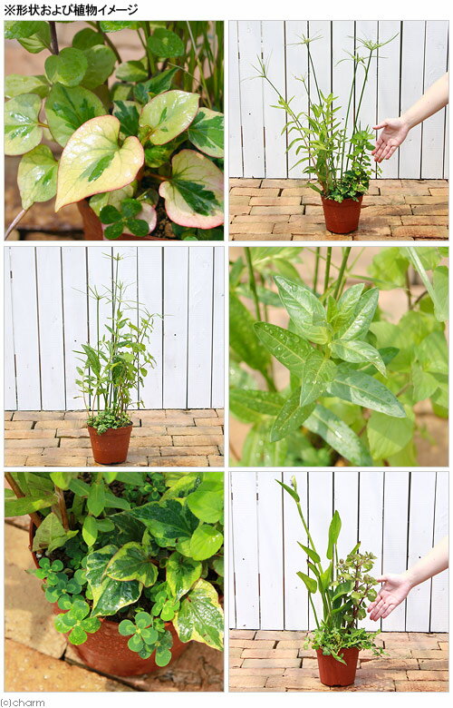 �ʥӥ��ȡ��ס˿�����ʪ��������α���ȡ��֤�������ñ�����󥹥���ȥӥ��ȡ��סʴ󤻿����ˡ�1ȭ���������դ�����������������